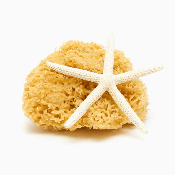 Deniz Süngeri resmi